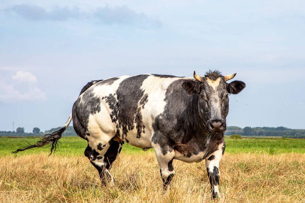 Izmos belga kék marhahús tehén, fekete fehér és szarvak, szembejövő és közeledő sétál a réten nézi a kamera fekete orr. - Fotó, kép