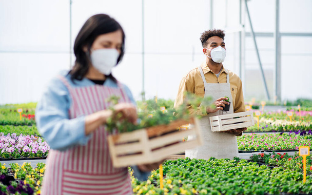 People working in greenhouse in garden center, coronavirus concept. - Photo, Image