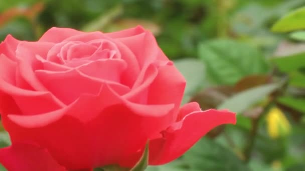 Fiatal rózsabimbók az ágakon. Tavaszi rózsák a gyerekszobában. Rózsabokrok tavasszal - Felvétel, videó