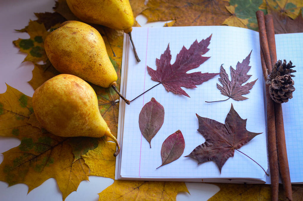 El tema del otoño es volver a la escuela. Las hojas amarillentas yacen en un cuaderno. - Foto, Imagen