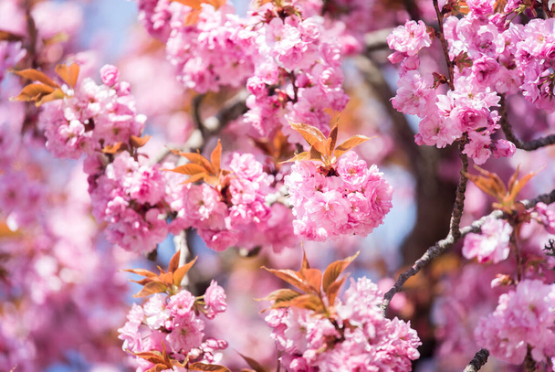 Wiosna kwitnie. Romantyczny wiosenny nastrój. Kwiat wiśni. Różowe drzewo sakura. - Zdjęcie, obraz