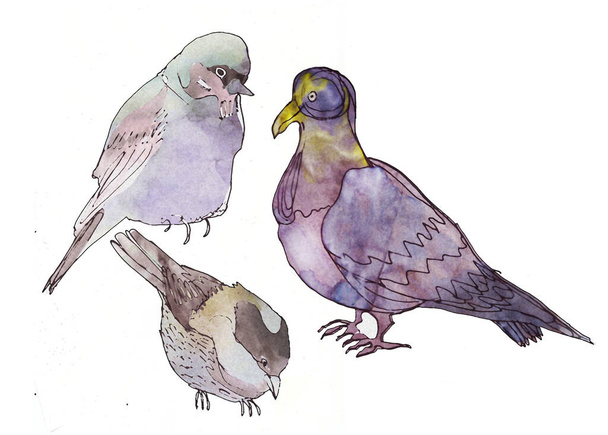 Beautiful watercolor birds,sparrows and pigeon - Fotó, kép