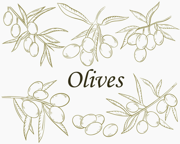 Set of branches with olives, sketch. Vector. Hand drawing. - Vektor, obrázek