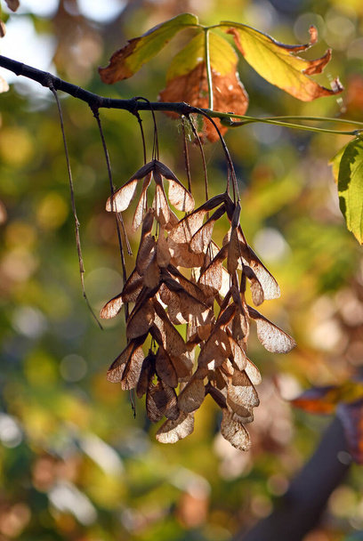 Semillas de arce secas aladas retroiluminadas que cuelgan de una rama de árbol en otoño - Foto, Imagen