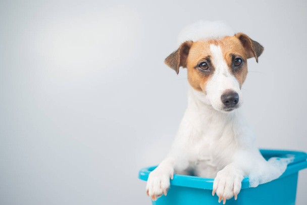 Funny friendly dog jack russell terrier takes a bath with foam on a white background - Φωτογραφία, εικόνα