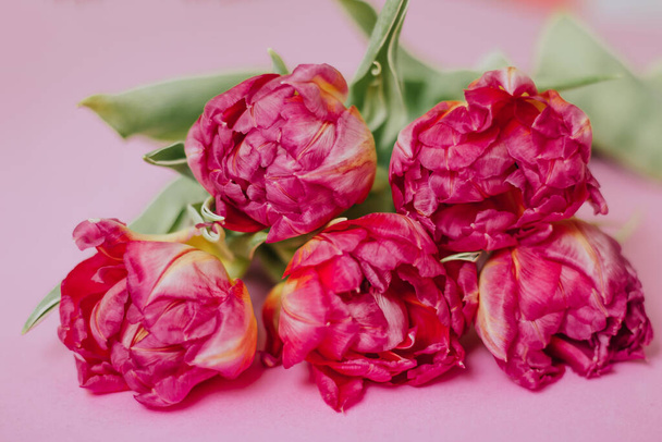 Pink tulips on a pink background . Spring concept. Love, mother's day, valentine's day, womens day, birthday greetings - 写真・画像