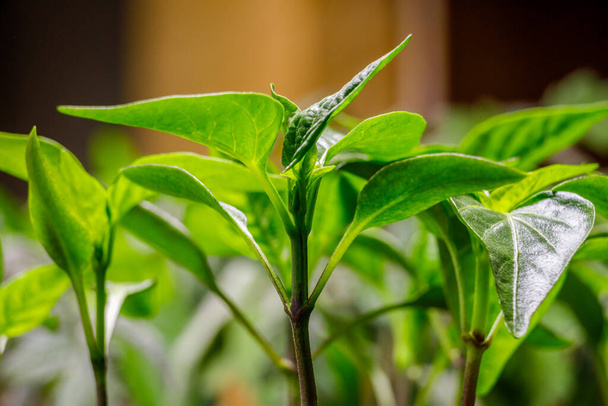 Zbliżenie młodych Pepper (Capsicum annuum) sadzonki rosnące w pomieszczeniach w okresie wczesnej wiosny. Skupienie selektywne, rozmycie tła i rozmycie pierwszego planu - Zdjęcie, obraz