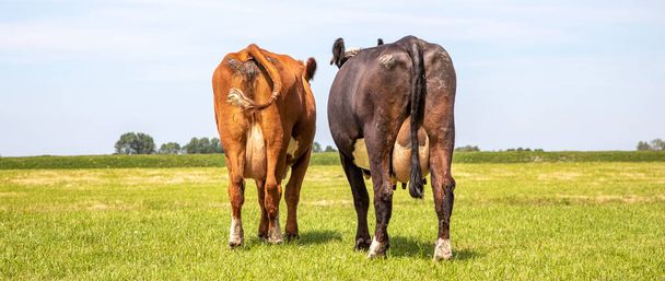 牛2頭が歩いて、広い視野の後ろから見て、畑の地平線に向かって、柔らかい青い空を歩いてください。  - 写真・画像