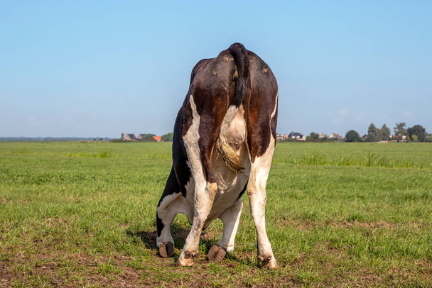 Колени на коленях или поднимающиеся коровы, колени в траве, посреди зеленого пастбища, вымя вверх. - Фото, изображение