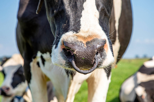 Kuh mit Nasenring, Kälbertränke, Nahaufnahme einer Nase auf einer grünen Weide und blauem Himmel . - Foto, Bild