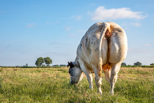 Огромная мускулистая задница говяжьей коровы с милыми розовыми вымени пасутся в зеленом поле - Фото, изображение