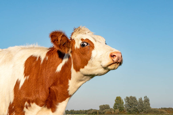 Κεφάλι κόκκινης και λευκής αγελάδας με ένα δάκρυ, το κεφάλι της ψηλά, μπλε ουρανός - Φωτογραφία, εικόνα