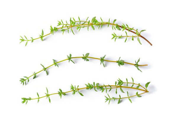 Fresh Thyme Herb isolated on white background - Photo, Image