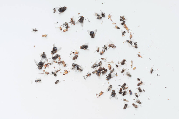 Dead dried insects from a night light lamp on a white background. Flies, cockroaches, beetles and wasps on a white background. Texture of dried flying insects - Fotoğraf, Görsel