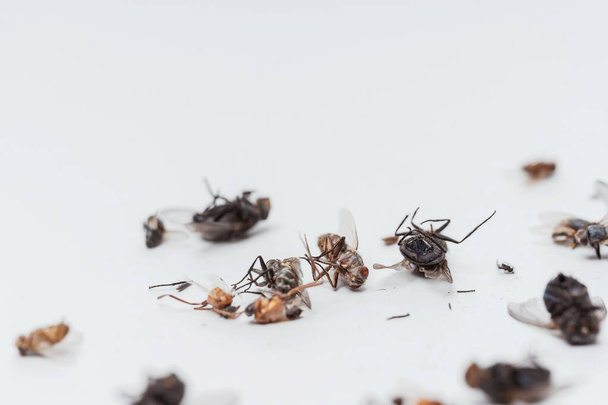 Νεκρά αποξηραμένα έντομα από μια λάμπα φωτός σε λευκό φόντο. Μύγες, κατσαρίδες, σκαθάρια και σφήκες σε λευκό φόντο. Υφή αποξηραμένων ιπτάμενων εντόμων - Φωτογραφία, εικόνα