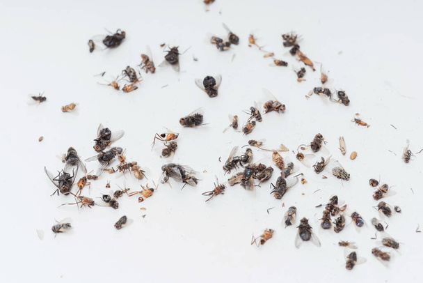 Dead dried insects from a night light lamp on a white background. Flies, cockroaches, beetles and wasps on a white background. Texture of dried flying insects - Fotoğraf, Görsel