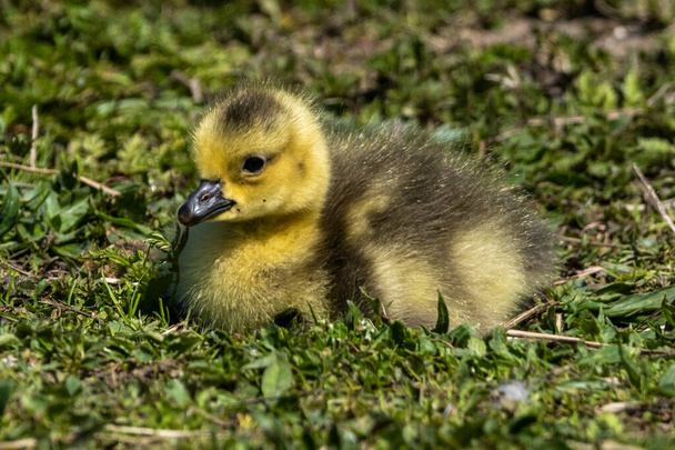 Zbliżenie piękne żółte puszyste Kanada Goose baby gosling wiosną. Branta canadensis to gatunek gęsi z rodziny Anatidae. - Zdjęcie, obraz