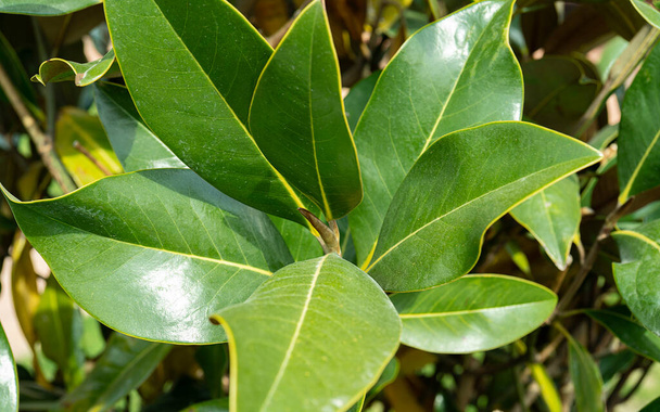 Beautiful magnolia leaves in a tropical park as a background. Evergreen southern magnolia with green leaves - Photo, Image