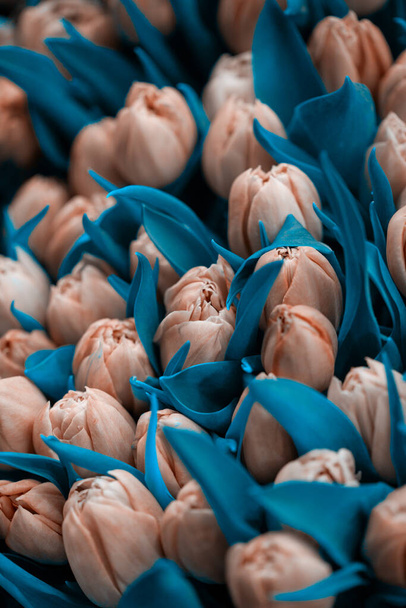 Hermosos tulipanes de cerca. Fondo abstracto. Estilo de color cian. Fondo de flores, flores de jardín.  - Foto, Imagen
