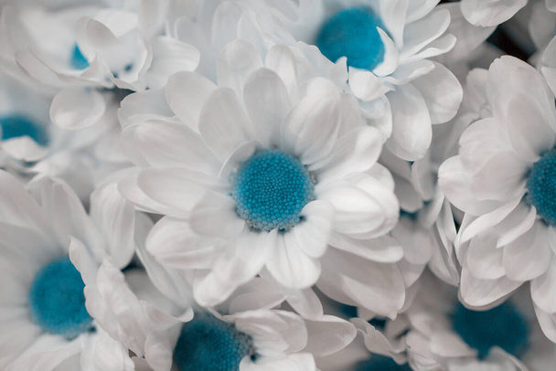 Magnifique bouquet de chrysanthème blanc en gros plan. Contexte abstrait. Style cyan. Fond de fleurs, fleurs de jardin.  - Photo, image