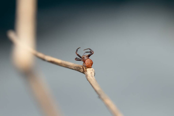 krásný krab pavouci balení jeho webové fotografie - Fotografie, Obrázek
