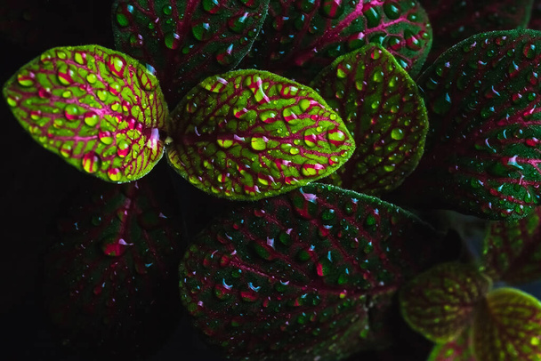 A houseplant with green-red leaves. Close-up of leaves with water drops. - 写真・画像