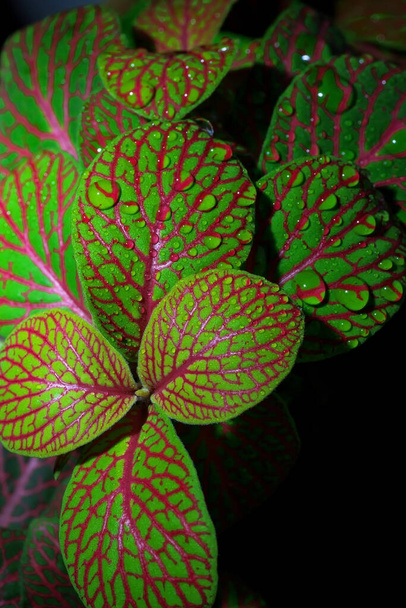 A houseplant with green-red leaves. Close-up of leaves with water drops. - Foto, Bild