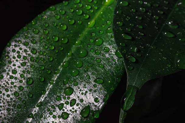 Leaves of Ficus elastica. Drops of rain on green leaves. House plant.  - Foto, Bild