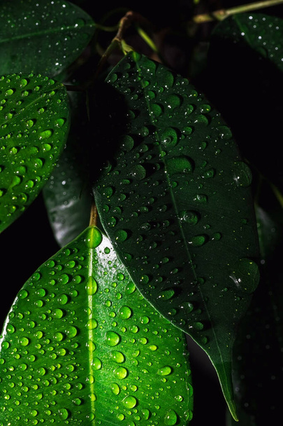 Leaves of Ficus elastica. Drops of rain on green leaves. House plant.  - Фото, изображение