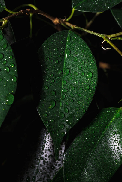 Close-up water drops on ficus leaf. Raindrops on a green background. Macro Shooting of drops. Small drops on a green leaf. - Foto, Bild