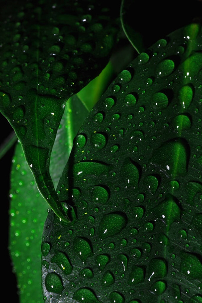 Leaves of Ficus elastica. Drops of rain on green leaves. House plant.  - 写真・画像