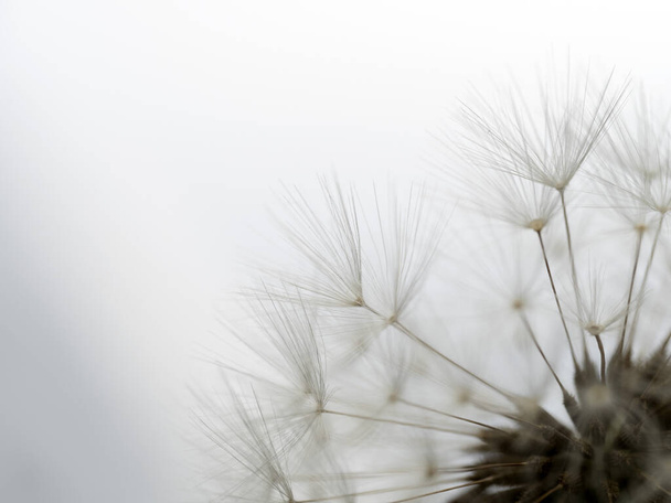 dandelion shower head seeds macro detail - Photo, Image