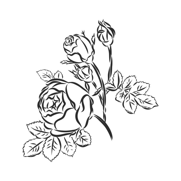 Tinta, lápiz, hojas y flores de manzana aisladas. Línea de arte fondo transparente. Pintura natural dibujada a mano. Ilustración de bocetos a mano alzada. - Vector, imagen