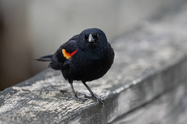 rojo alado negro pájaro macho ha aterrizado cerca de usted en un día soleado en el parque - Foto, imagen