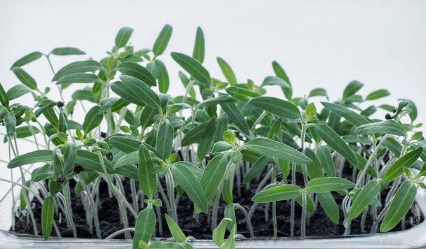 Growing tomato seedlings after sowing in small containers - Photo, Image