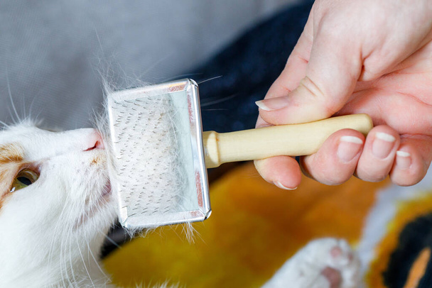 Un gato doméstico, contento con peinar y peinar, frota su boca contra un cepillo lleno de pelo, sostenido en la mano de una mujer  - Foto, Imagen