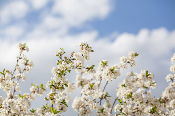 Cielo de verano de flor de cerezo blanco - Foto, imagen