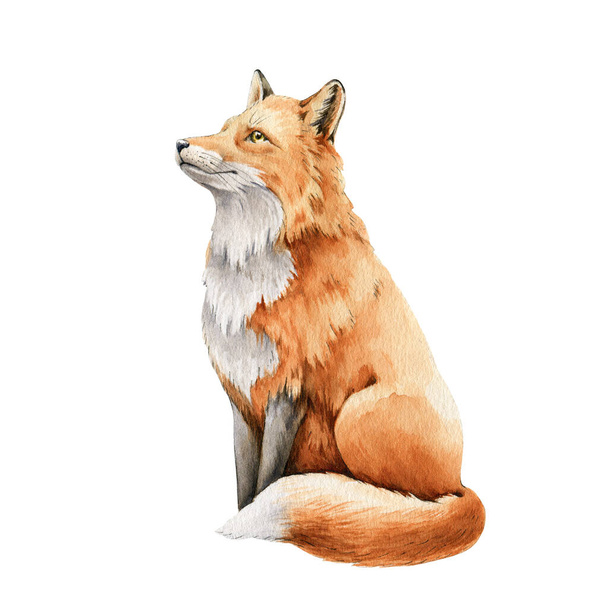 Fox animal watercolor illustration. Wild cute red fox sitting. Wildlife furry animal with red fur and black paws. Side view forest animal. Isolated on white background. Adorable mammal element - Photo, Image