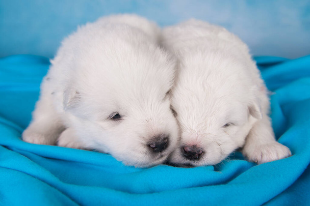 Dos pequeños perros cachorros Samoyedo blanco lindo de un mes de edad - Foto, Imagen