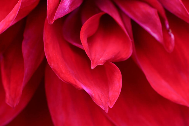 Lots of fragile soft macro view of flower petals red colored.Floral backdrop as design element. - 写真・画像