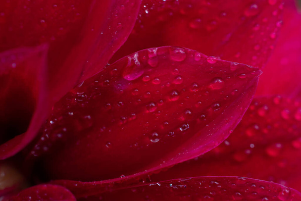 Close up view of red wet petal. Water droplets macrophotography. Botanical floral backdrop macro photo. - Foto, immagini