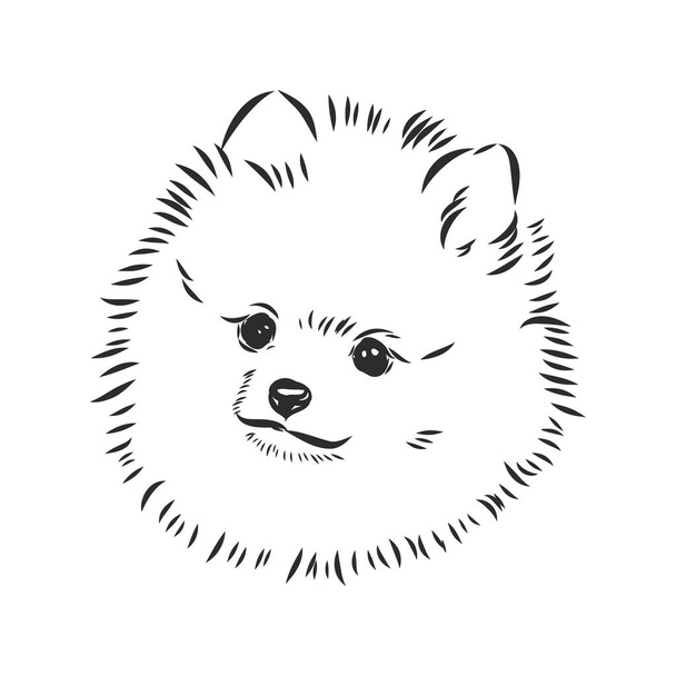 Pomeranian dog hand drawn sketch. Purebred lap dog face on white background. - Vektor, obrázek