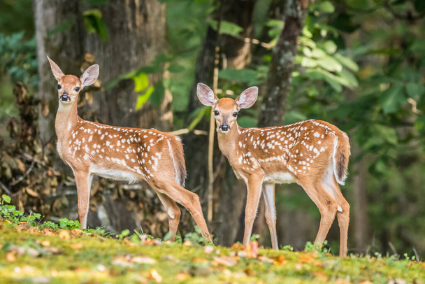 Two fawns siblings standing together posing very still closeup with the forest in the background on a sunny day in summer - Photo, Image