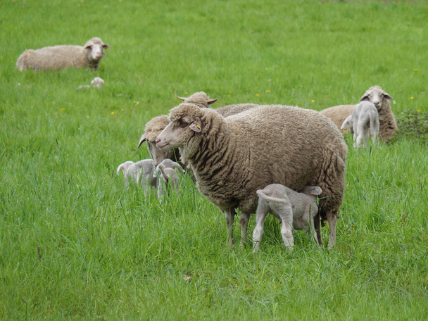 Almanya 'da koyunlar miyavlıyor - Fotoğraf, Görsel