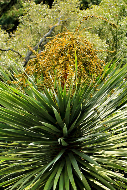 Όμορφο φυτό Yucca στον κήπο την άνοιξη - Φωτογραφία, εικόνα