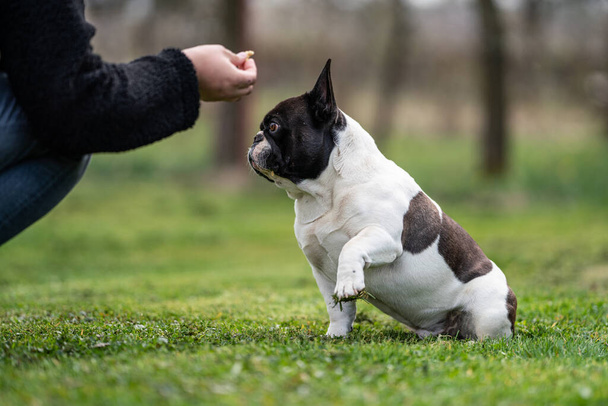 beautiful french bulldog sitting on grass and his owner feeding him - Photo, image