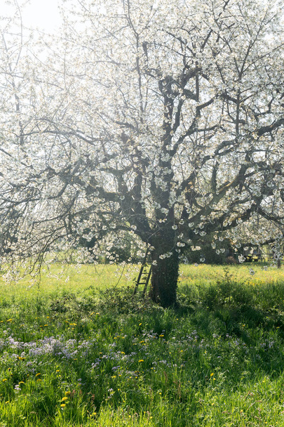 Grand cerisier en fleurs dans une prairie verte avec buttercup et mayflower au printemps. Échelle sur le tronc d'arbre. Vertical. - Photo, image