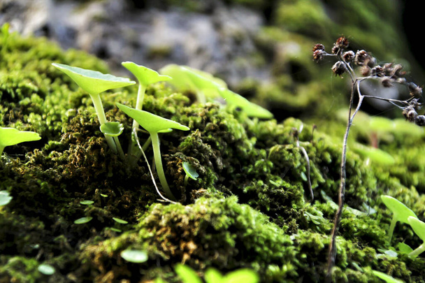 Красива текстура моху з маленькою рослиною на корі дерева в саду
 - Фото, зображення