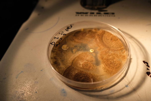 basra, Iraq - 30 de abril de 2021: foto del crecimiento de hongos en los medios de comunicación agar en la placa de Petri - Foto, Imagen