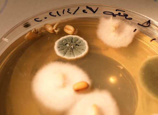 イラク・バスラ2021年4月30日ペトリ皿の寒天培地上での真菌増殖の写真 - 写真・画像